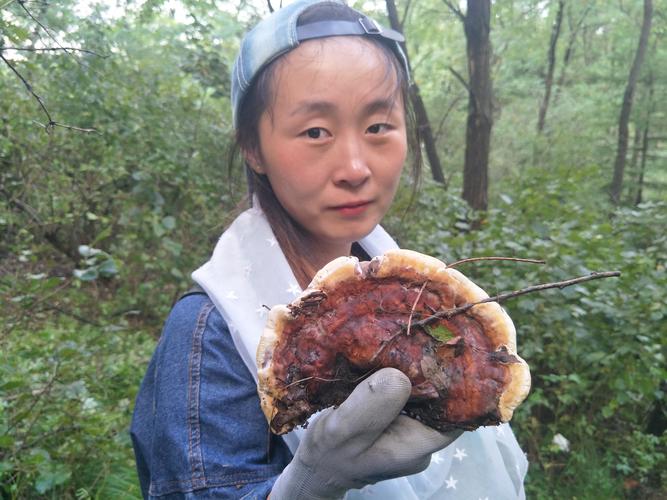 槐耳的功效与作用-槐耳的图片样子