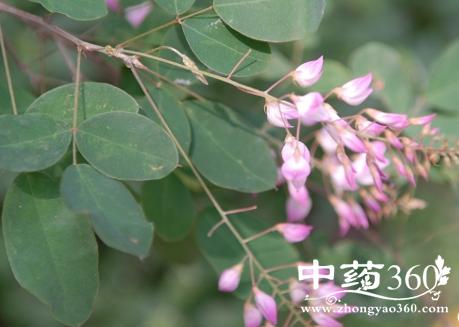 滇南杭子梢的功效与作用-滇南杭子梢的图片样子