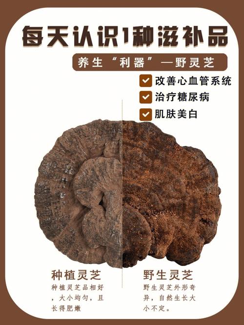 灵芝草的功效与作用-灵芝草的图片样子