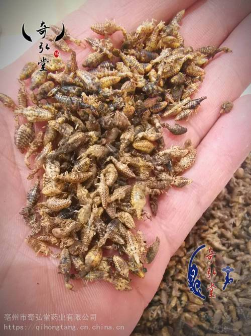 牯牛卵囊的功效与作用-牯牛卵囊的图片样子