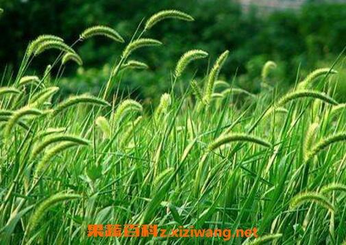 狗尾巴参的功效与作用-狗尾巴参的图片样子