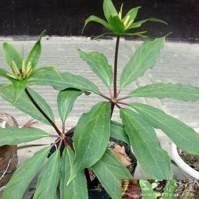 独叶一枝花的功效与作用-独叶一枝花的图片样子