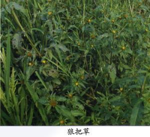 狼把草根的功效与作用-狼把草根的图片样子
