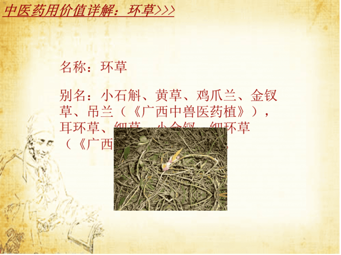环草的功效与作用-环草的图片样子