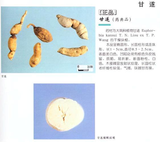 甘遂的功效与作用-甘遂的图片样子