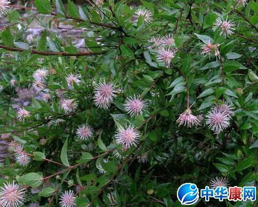 粉团花的功效与作用-粉团花的图片样子