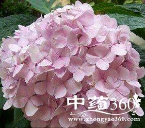 粉团花根的功效与作用-粉团花根的图片样子