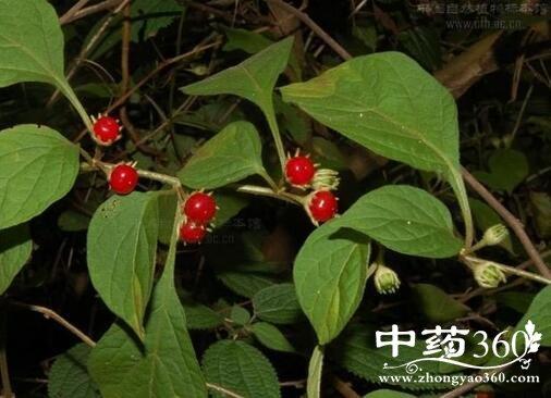 红丝线的功效与作用-红丝线的图片样子