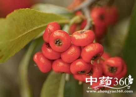 红子根的功效与作用-红子根的图片样子