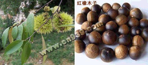 红橡木子的功效与作用-红橡木子的图片样子