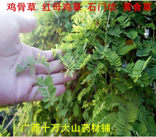 红母鸡草的功效与作用-红母鸡草的图片样子