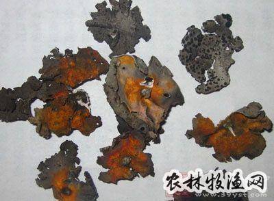 红石耳的功效与作用-红石耳的图片样子
