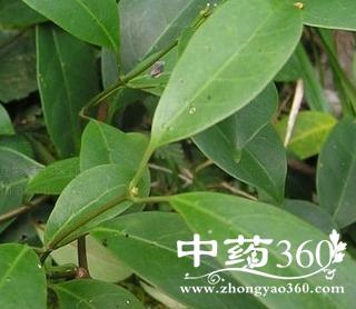 红背酸藤的功效与作用-红背酸藤的图片样子