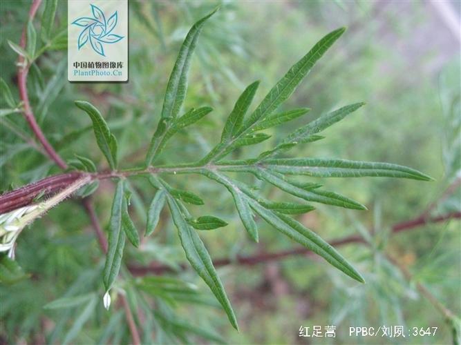 红蒿枝的功效与作用-红蒿枝的图片样子