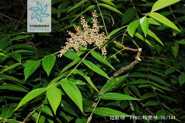 红麸杨的功效与作用-红麸杨的图片样子