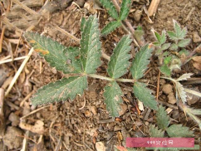 翻白叶的功效与作用-翻白叶的图片样子