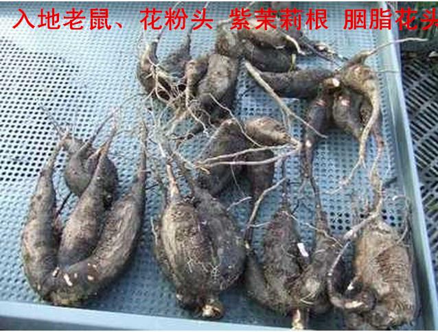 老鼠的功效与作用-老鼠的图片样子