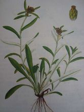 老鼠耳的功效与作用-老鼠耳的图片样子