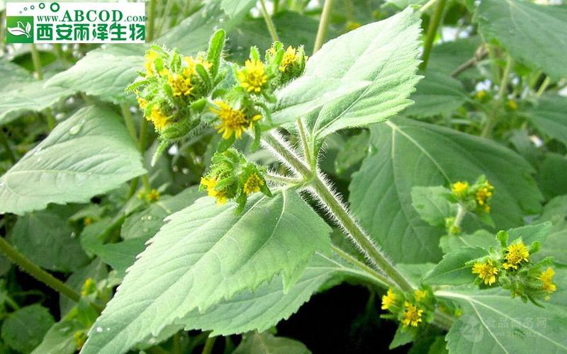 肥猪苗的功效与作用-肥猪苗的图片样子