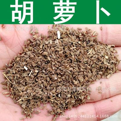 胡萝卜子的功效与作用-胡萝卜子的图片样子