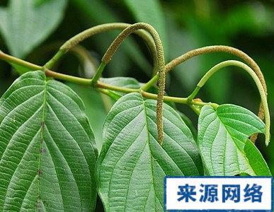 芦子藤的功效与作用-芦子藤的图片样子