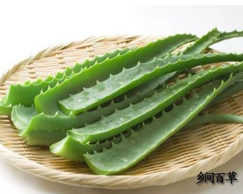 芦荟的功效与作用-芦荟的图片样子