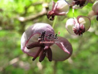 花木通的功效与作用-花木通的图片样子