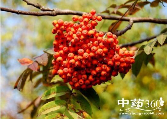 花楸的功效与作用-花楸的图片样子
