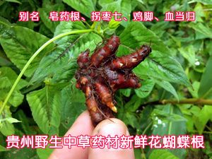 花蝴蝶根的功效与作用-花蝴蝶根的图片样子