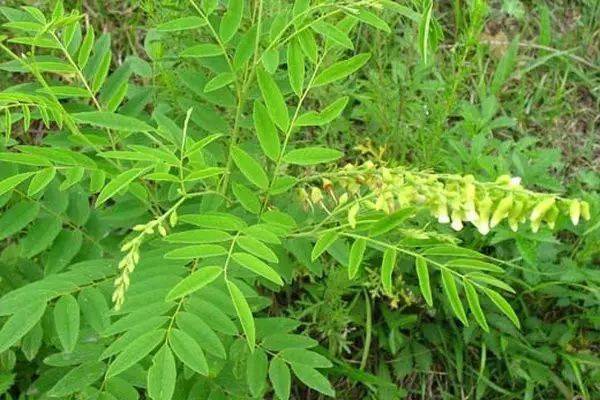 苦参实的功效与作用-苦参实的图片样子