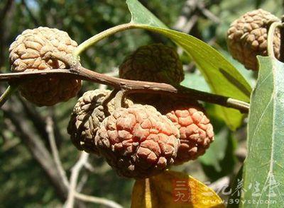 荔枝藤的功效与作用-荔枝藤的图片样子