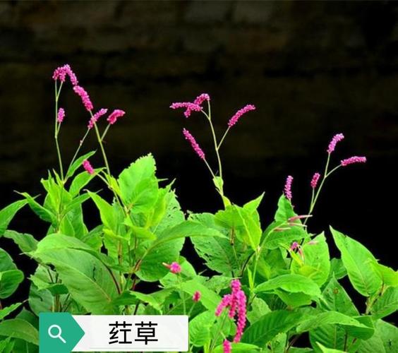荭草花的功效与作用-荭草花的图片样子