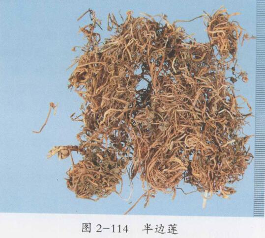 莲衣的功效与作用-莲衣的图片样子