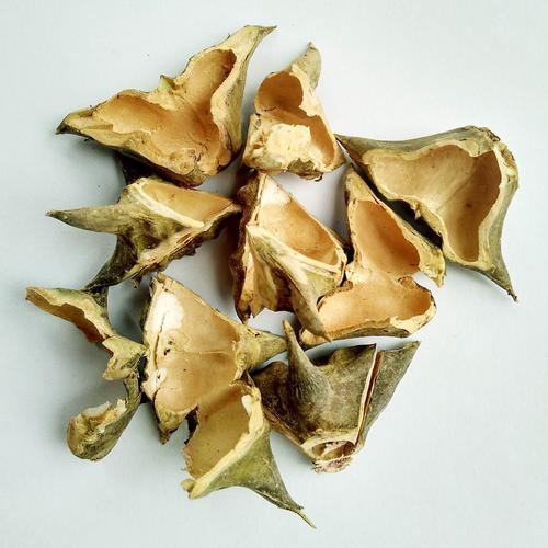 菱壳的功效与作用-菱壳的图片样子