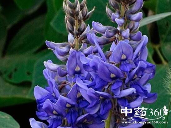 葛花的功效与作用-葛花的图片样子