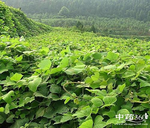 葛蔓的功效与作用-葛蔓的图片样子