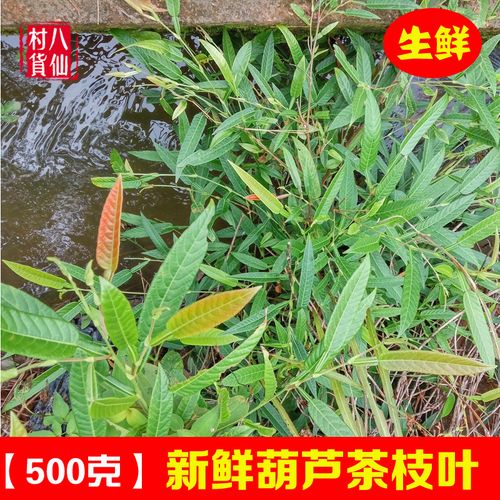 葫芦茶根的功效与作用-葫芦茶根的图片样子