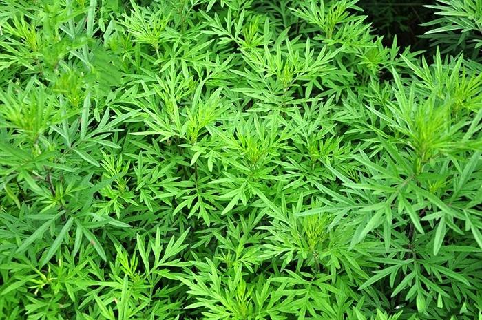蒌蒿的功效与作用-蒌蒿的图片样子