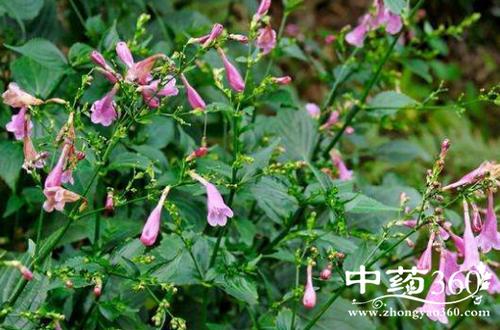蓝实的功效与作用-蓝实的图片样子