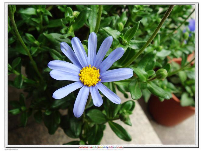 蓝锡莎菊的功效与作用-蓝锡莎菊的图片样子