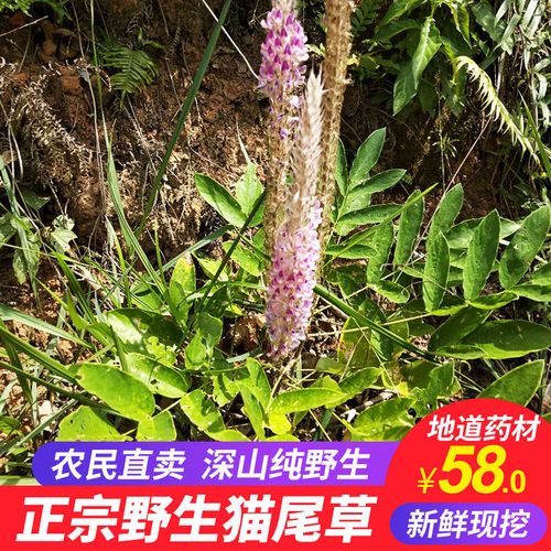 虎尾轮的功效与作用-虎尾轮的图片样子