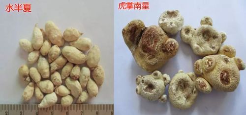 虎掌南星的功效与作用-虎掌南星的图片样子