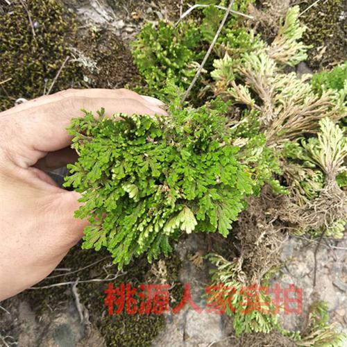 虎耳还魂草的功效与作用-虎耳还魂草的图片样子