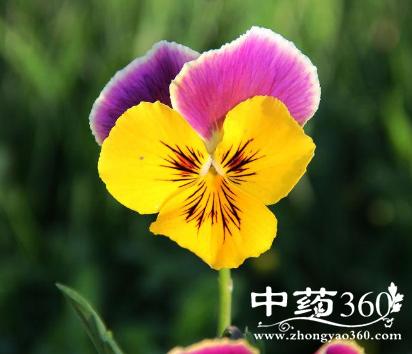 蝴蝶花的功效与作用-蝴蝶花的图片样子