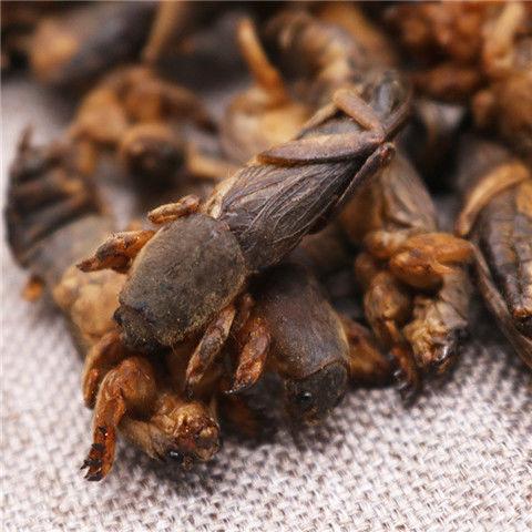 蝼蛄的功效与作用-蝼蛄的图片样子