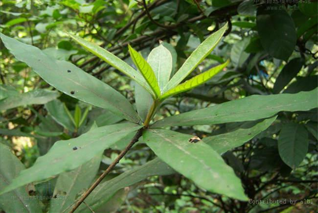 跌打老的功效与作用-跌打老的图片样子