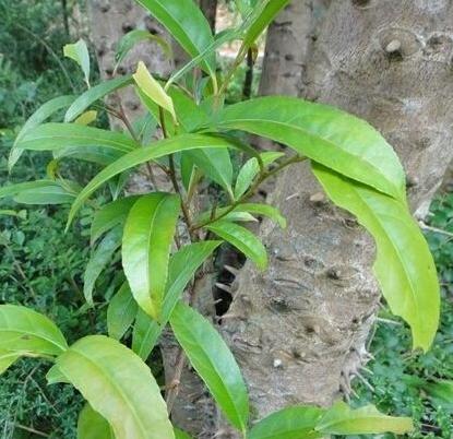 跌破的功效与作用-跌破的图片样子