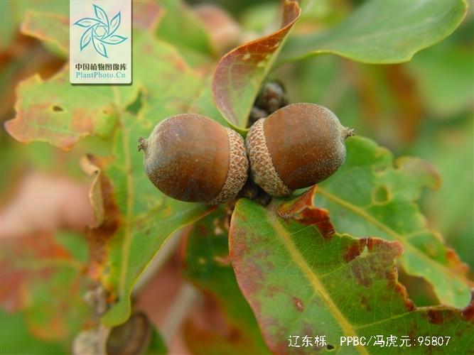 辽东栎皮的功效与作用-辽东栎皮的图片样子