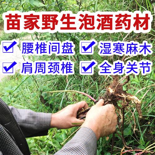 酒木的功效与作用-酒木的图片样子