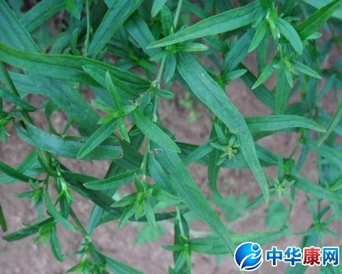 钓鱼竿的功效与作用-钓鱼竿的图片样子